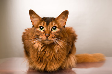 Somali cat portrait