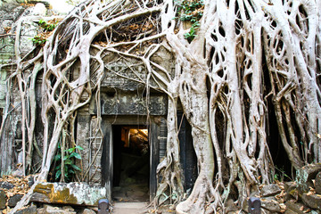 Ta Prohm Temple in Angkor, Siem Reap, Cambodia