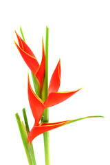 Beautiful Heliconia flower blooming on isolate white background.