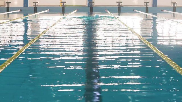 Male swimmer swims in pool HD video. Butterfly style training. Professional athlete on water lane. Back view