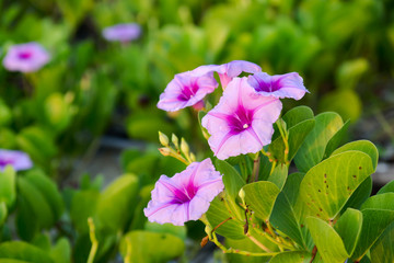 Ipomoea flowers and sunrise in the morning.