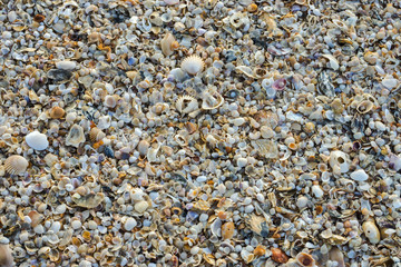 Shells on the beach