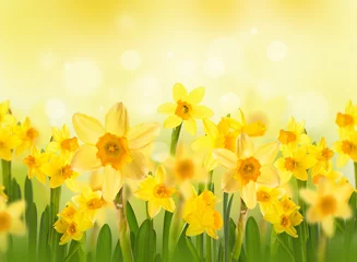 Tuinposter Narcis Yellow daffodils with butterflies, spring background of flowers.