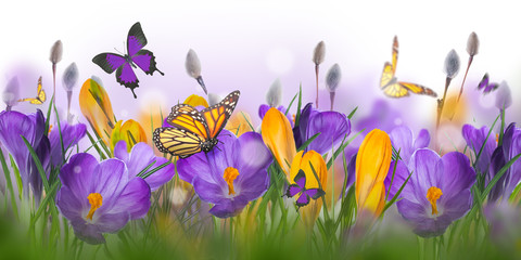Blauwe en gele krokus en sneeuwklokjes met wilg. Vlinders op de achtergrond van lentebloemen..