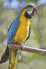 Gelbbrustara macaw (Ara ararauna) on wood perch viewed from profil with the open beak © Christian Musat
