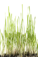 green grass isolated on white background
