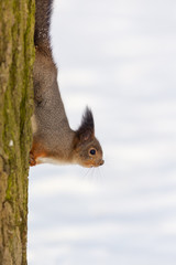 squirrel on a tree trunk