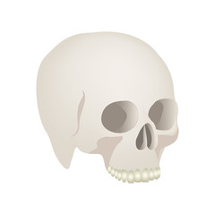 side view realistic human skull icon vector illustration