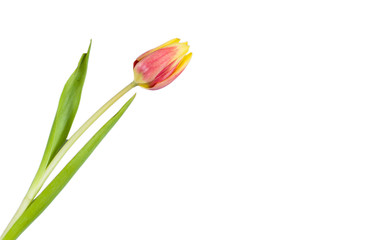 Fototapeta premium Red and yellow tulip lonely