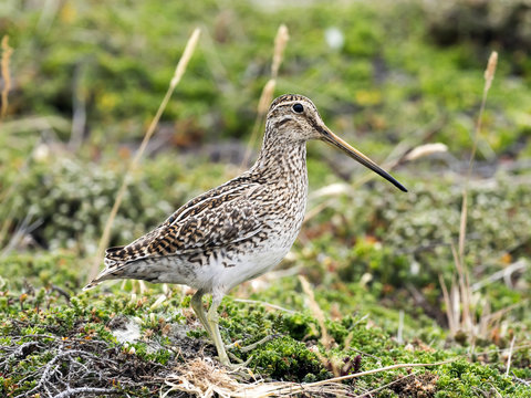  South American Snipe, Gallinago magellanica paraguaiae is endemic bird, Carcass, Falklands / Malvinas