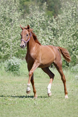 Naklejka na ściany i meble A young red colt trotting on the field on green summer background