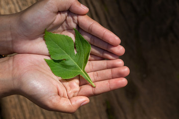 woman's hands holding a Green Leaves..Ecology concept, World Environment Day, Earth Day, World food day concept.Hope, New Life or csr activities
