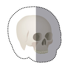 sticker side view realistic human skull icon vector illustration