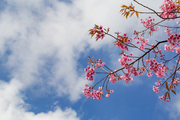Beautiful background of pink flowers cherry blossom or sakura flower with Sky background.