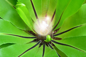 green leaves around the light bulb for nature energy and idea