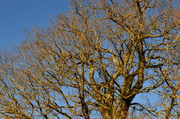 Chêne en hiver