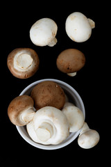 Organics White and  brown Mushrooms isolated on black