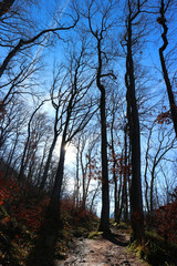 Bright sun shining through tall looming trees in a hiking path in Rhineland-Palatinate, Germany