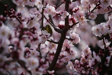 梅の花とメジロ