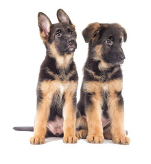 German Shepherd Puppy looking