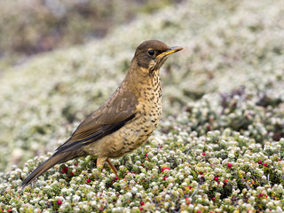 Falkland thrush, Turdus f. faclandii, is a local endemic species, Carcass, Falklands / Malvinas