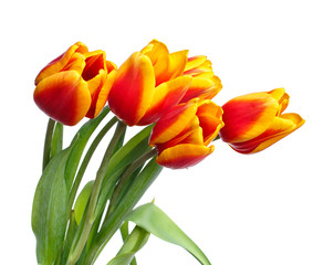 bunch of tulips  on white background