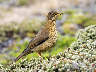 Falkland thrush, Turdus f. faclandii, is a local endemic species, Carcass, Falklands / Malvinas
