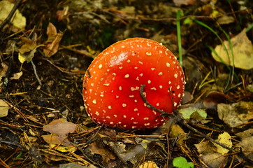 Red mushroom over dry leaves