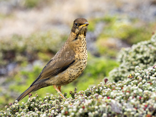 Falkland thrush, Turdus f. faclandii, is a local endemic species, Carcass, Falklands / Malvinas