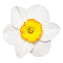 Fototapeta na wymiar Flower narcissus, isolated on white background