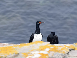 Rock cormorant, Phacocorax magellnicus, Carcass, Falklands / Malvinas