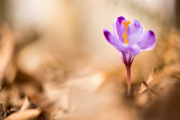 Crocus