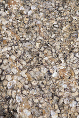 Shell carcass stuck on rocks.