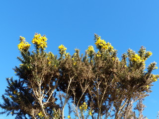 Yellow Gorse against the blue sky