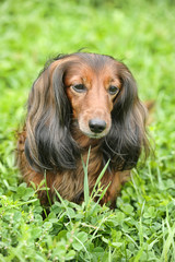 Dachshund