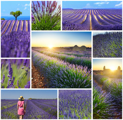 Lavender fields rectangular travel photo collage
