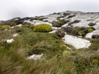 arge scoops Balsam Bog, Bolax gummifera is typical plant for the Falkland / Malvinas