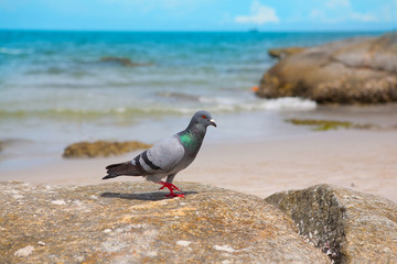 pigeons walking on the rock
