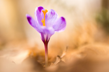 Crocus
