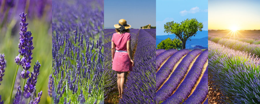 Fototapeta Lavender fields rectangular travel photo collage