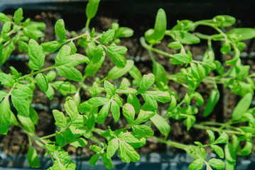 Green tomato seedlings pot