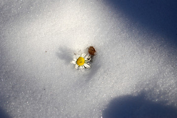 White daisy flower growing through snow in springtime on mountain