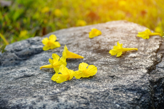 Fototapeta Close up of yellow flower blossom on the big rock stone green grass sunset background. spa