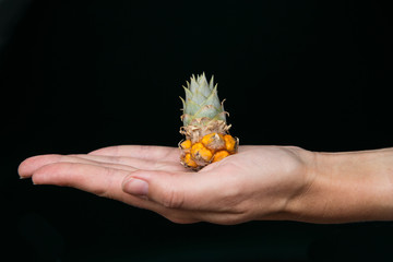 A hand holding a baby pineapple. Fresh mini pineapple. Environment protection and nature protection concept.