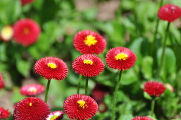 Backgrounds with beautiful red flower in garden