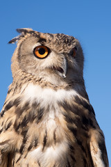 Eurasian eagle-owl