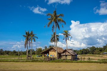 Nipa and bamboo huts with coconut trees on tropical farm - San Vicente, Palawan - Philippines
