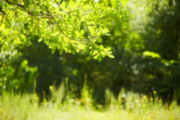 Summer forest, branches and leaves of trees