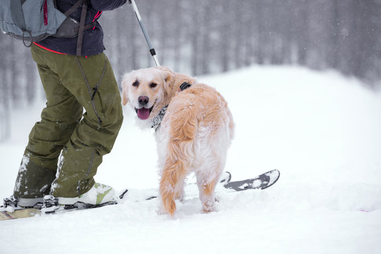 Beautiful Golden Retriever dog in the snow