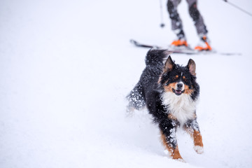 Skiing with dog